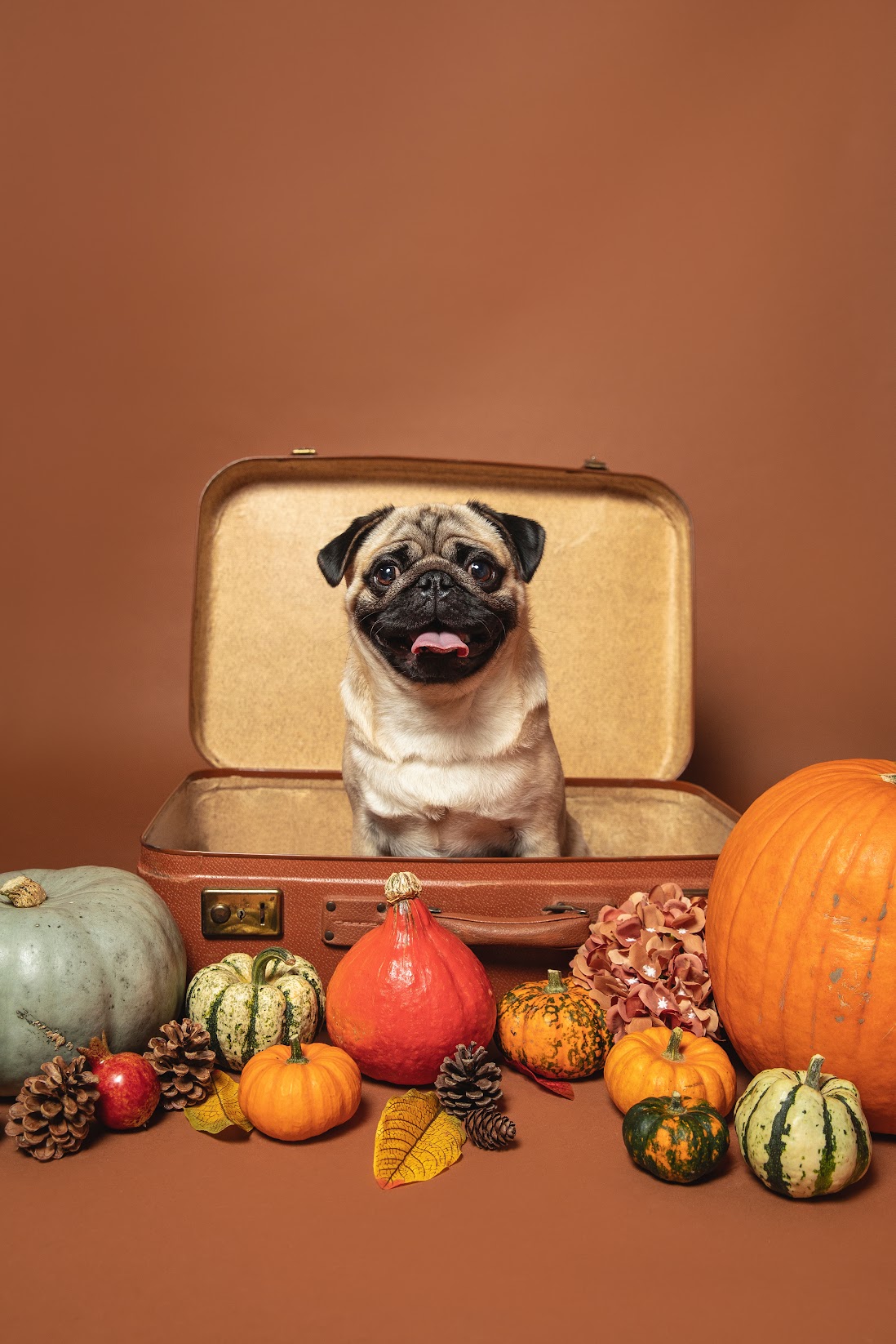 James the pug sitting in a suitcase among pumpkins.